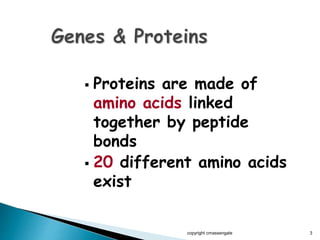  Proteins are made of
amino acids linked
together by peptide
bonds
 20 different amino acids
exist
copyright cmassengale 3
 