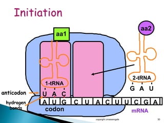 copyright cmassengale 30
mRNA
A U G C U A C U U C G
2-tRNA
G
aa2
A U
A
1-tRNA
U A C
aa1
anticodon
hydrogen
bonds codon
 