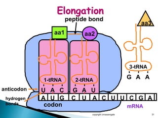 copyright cmassengale 31
mRNA
A U G C U A C U U C G
1-tRNA 2-tRNA
U A C G
aa1 aa2
A U
A
anticodon
hydrogen
bonds codon
peptide bond
3-tRNA
G A A
aa3
Elongation
 