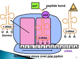 copyright cmassengale 32
mRNA
A U G C U A C U U C G
1-tRNA
2-tRNA
U A C
G
aa1
aa2
A U
A
peptide bond
3-tRNA
G A A
aa3
Ribosomes move over one codon
(leaves)
 