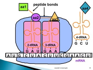 copyright cmassengale 33
mRNA
A U G C U A C U U C G
2-tRNA
G
aa1
aa2
A U
A
peptide bonds
3-tRNA
G A A
aa3
4-tRNA
G C U
aa4
A C U
 