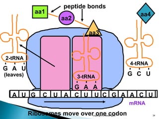 copyright cmassengale 34
mRNA
A U G C U A C U U C G
2-tRNA
G
aa1
aa2
A U
A
peptide bonds
3-tRNA
G A A
aa3
4-tRNA
G C U
aa4
A C U
(leaves)
Ribosomes move over one codon
 