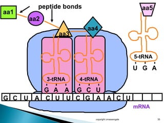 copyright cmassengale 35
mRNA
G C U A C U U C G
aa1
aa2
A
peptide bonds
3-tRNA
G A A
aa3
4-tRNA
G C U
aa4
A C U
U G A
5-tRNA
aa5
 
