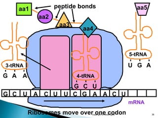 copyright cmassengale 36
mRNA
G C U A C U U C G
aa1
aa2
A
peptide bonds
3-tRNA
G A A
aa3
4-tRNA
G C U
aa4
A C U
U G A
5-tRNA
aa5
Ribosomes move over one codon
 