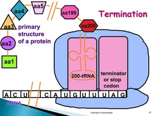 copyright cmassengale 37
mRNA
A C A U G U
aa1
aa2
U
primary
structure
of a protein
aa3
200-tRNA
aa4
U A G
aa5
C U
aa200
aa199
terminator
or stop
codon
Termination
 