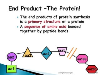  The end products of protein synthesis
is a primary structure of a protein
 A sequence of amino acid bonded
together by peptide bonds
copyright cmassengale 38
aa1
aa2 aa3 aa4
aa5
aa200
aa199
 