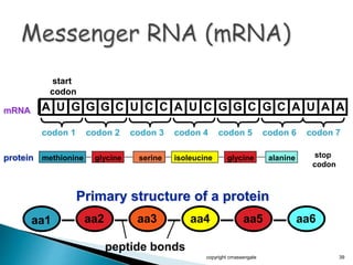 copyright cmassengale 39
methionine glycine serine isoleucine glycine alanine stop
codon
protein
A U G G G C U C C A U C G G C G C A U A AmRNA
start
codon
Primary structure of a protein
aa1 aa2 aa3 aa4 aa5 aa6
peptide bonds
codon 2 codon 3 codon 4 codon 5 codon 6 codon 7codon 1
 