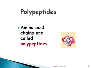 Amino acid
chains are
called
polypeptides
copyright cmassengale 5
 