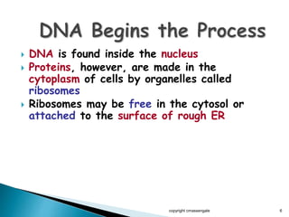  DNA is found inside the nucleus
 Proteins, however, are made in the
cytoplasm of cells by organelles called
ribosomes
 Ribosomes may be free in the cytosol or
attached to the surface of rough ER
copyright cmassengale 6
 