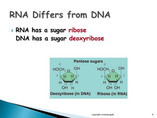  RNA has a sugar ribose
DNA has a sugar deoxyribose
copyright cmassengale 9
 