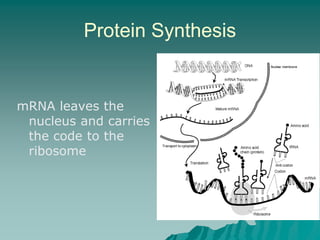 Protein synthesis | PPTX