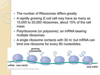 Protein synthesis | PPTX