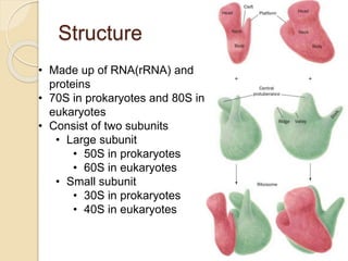 Protein synthesis | PPTX