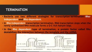 TERMINATION
• Bacteria use two different strategies for transcription termination: Rho-
independent and Rho-dependent.
• In Rho-independent transcription termination, RNA transcription stops when the
newly synthesized RNA molecule forms a G-C rich hairpin loop.
• In the Rho dependent type of termination, a protein factor called Rho
destabilizes the interaction between the template and the mRNA.
 