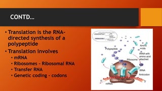 CONTD…
• Translation is the RNA-
directed synthesis of a
polypeptide
• Translation involves
• mRNA
• Ribosomes - Ribosomal RNA
• Transfer RNA
• Genetic coding - codons
TRANSCRIPTION
TRANSLATION
DNA
mRNA
Ribosome
Polypeptide
Polypeptide
Amino
acids
tRNA with
amino acid
attachedRibosome
tRNA
Anticodon
mRNA
Gly
A A A
U G G U U U G G C
Codons5 3
 