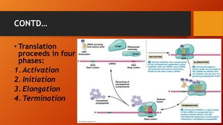 CONTD…
• Translation
proceeds in four
phases:
1. Activation
2. Initiation
3. Elongation
4. Termination
 