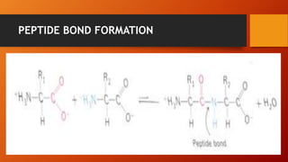 PEPTIDE BOND FORMATION
 