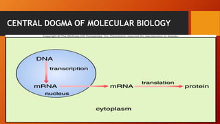 CENTRAL DOGMA OF MOLECULAR BIOLOGY
 