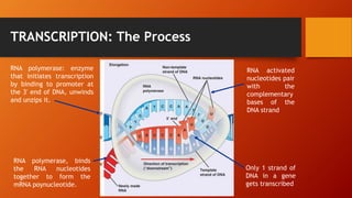 TRANSCRIPTION: The Process
RNA polymerase: enzyme
that initiates transcription
by binding to promoter at
the 3' end of DNA, unwinds
and unzips it.
RNA polymerase, binds
the RNA nucleotides
together to form the
mRNA poynucleotide.
RNA activated
nucleotides pair
with the
complementary
bases of the
DNA strand
Only 1 strand of
DNA in a gene
gets transcribed
 