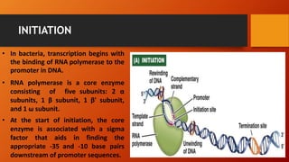 INITIATION
• In bacteria, transcription begins with
the binding of RNA polymerase to the
promoter in DNA.
• RNA polymerase is a core enzyme
consisting of five subunits: 2 α
subunits, 1 β subunit, 1 β' subunit,
and 1 ω subunit.
• At the start of initiation, the core
enzyme is associated with a sigma
factor that aids in finding the
appropriate -35 and -10 base pairs
downstream of promoter sequences.
 