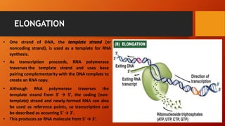 ELONGATION
• One strand of DNA, the template strand (or
noncoding strand), is used as a template for RNA
synthesis.
• As transcription proceeds, RNA polymerase
traverses the template strand and uses base
pairing complementarity with the DNA template to
create an RNA copy.
• Although RNA polymerase traverses the
template strand from 3' → 5', the coding (non-
template) strand and newly-formed RNA can also
be used as reference points, so transcription can
be described as occurring 5' → 3'.
• This produces an RNA molecule from 5' → 3‘.
 
