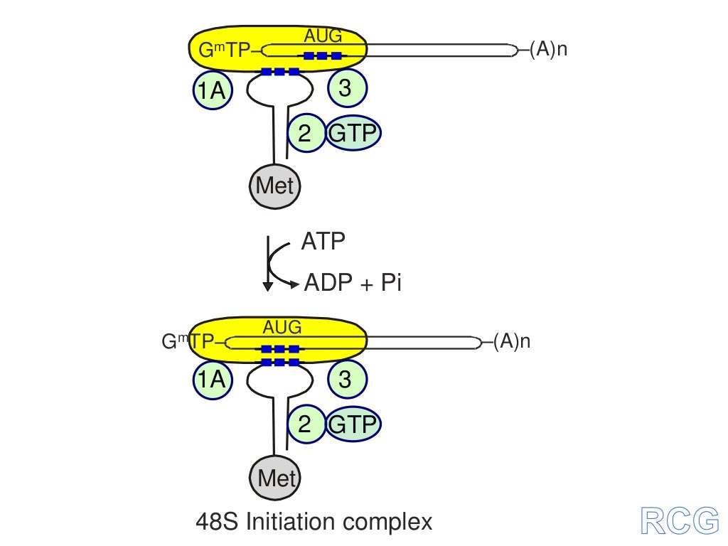 Protein synthesis