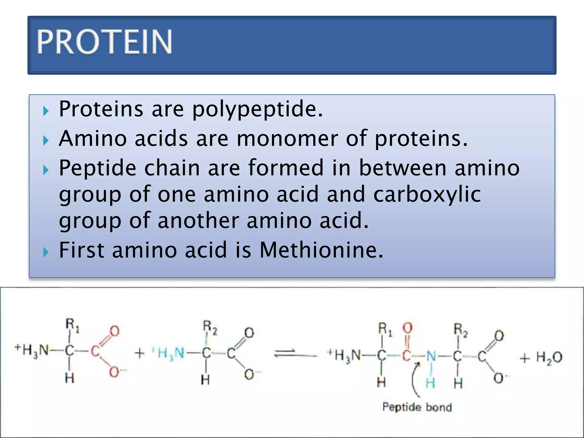  Proteins are polypeptide.
Amino acids are monomer of proteins.
Peptide chain are formed in between amino
group of one amino acid and carboxylic
group of another amino acid.
First amino acid is Methionine.