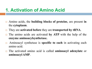 1. Activation of Amino Acid
 Amino acids, the building blocks of proteins, are present in
the cytoplasm.
 They are activated before they are transported by tRNA.
 The amino acids are activated by ATP with the help of the
enzyme aminoacylsynthetase.
 Aminoacyl synthetase is specific to each in activating each
amino acid.
 The activated amino acid is called aminoacyl adenylate or
aminoacyl AMP.
 