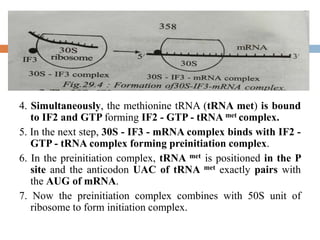 4. Simultaneously, the methionine tRNA (tRNA met) is bound
to IF2 and GTP forming IF2 - GTP - tRNA met complex.
5. In the next step, 30S - IF3 - mRNA complex binds with IF2 -
GTP - tRNA complex forming preinitiation complex.
6. In the preinitiation complex, tRNA met is positioned in the P
site and the anticodon UAC of tRNA met exactly pairs with
the AUG of mRNA.
7. Now the preinitiation complex combines with 50S unit of
ribosome to form initiation complex.
 