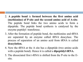2. A peptide bond is formed between the first amino acid
(methionine) of P-site and the second amino acid of A-site.
The peptide bond links the two amino acids to form a
dipeptide. The peptide bond synthesis is catalysed by the
enzyme peptidyl transferase.
3. After the formation of peptide bond, the methionine and tRNA
are separated by an enzyme called tRNA deacylase. The
process of separation of an amino acid from tRNA is called
deacylation.
4. Now the tRNA at the A site has a dipeptide (two amino acids
with a peptide bond). Hence it is called a dipeptidyl tRNA.
5. The dissociated first t-RNA is shifted from the P-site to the E-
site.
 