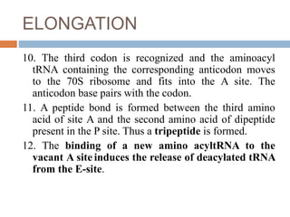 ELONGATION
10. The third codon is recognized and the aminoacyl
tRNA containing the corresponding anticodon moves
to the 70S ribosome and fits into the A site. The
anticodon base pairs with the codon.
11. A peptide bond is formed between the third amino
acid of site A and the second amino acid of dipeptide
present in the P site. Thus a tripeptide is formed.
12. The binding of a new amino acyltRNA to the
vacant A site induces the release of deacylated tRNA
from the E-site.
 