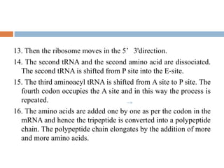 13. Then the ribosome moves in the 5’ 3'direction.
14. The second tRNA and the second amino acid are dissociated.
The second tRNA is shifted from P site into the E-site.
15. The third aminoacyl tRNA is shifted from A site to P site. The
fourth codon occupies the A site and in this way the process is
repeated.
16. The amino acids are added one by one as per the codon in the
mRNA and hence the tripeptide is converted into a polypeptide
chain. The polypeptide chain elongates by the addition of more
and more amino acids.
 