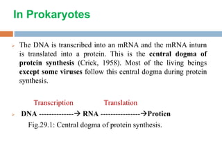 In Prokaryotes
 The DNA is transcribed into an mRNA and the mRNA inturn
is translated into a protein. This is the central dogma of
protein synthesis (Crick, 1958). Most of the living beings
except some viruses follow this central dogma during protein
synthesis.
Transcription Translation
 DNA -------------- RNA ----------------Protien
Fig.29.1: Central dogma of protein synthesis.
 