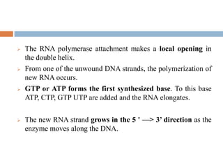  The RNA polymerase attachment makes a local opening in
the double helix.
 From one of the unwound DNA strands, the polymerization of
new RNA occurs.
 GTP or ATP forms the first synthesized base. To this base
ATP, CTP, GTP UTP are added and the RNA elongates.
 The new RNA strand grows in the 5 ' —> 3’ direction as the
enzyme moves along the DNA.
 