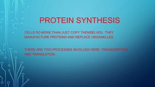 PROTEIN SYNTHESIS
CELLS DO MORE THAN JUST COPY THEMSELVES. THEY
MANUFACTURE PROTEINS AND REPLACE ORGANELLES.
THERE ARE TWO PROCESSES INVOLVED HERE; TRANSCRIPTION
AND TRANSLATION.
 