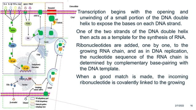 Protein Synthesis.pptx
