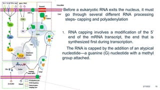 Protein Synthesis.pptx