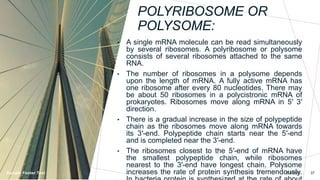 Protein Synthesis.pptx