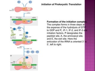 Intitiation Complex Protein synthesis.ppt