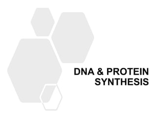 DNA & PROTEIN
SYNTHESIS
 
