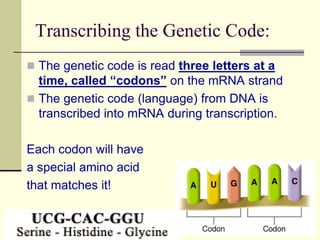Protein Synthesis.ppt | Programming Languages | Computing