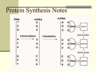 Protein Synthesis Notes
 