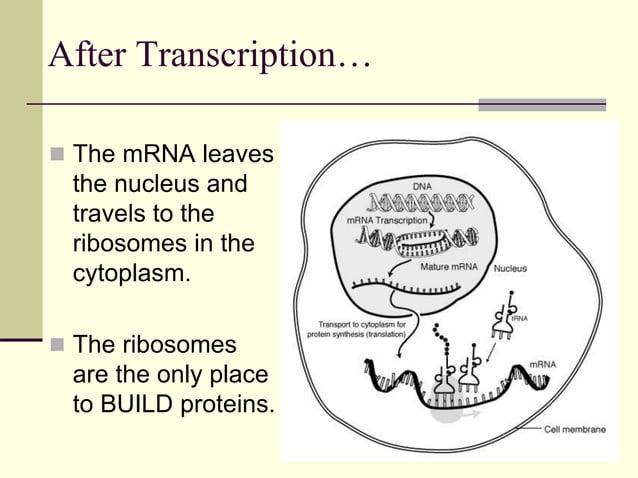 Protein Synthesis.ppt