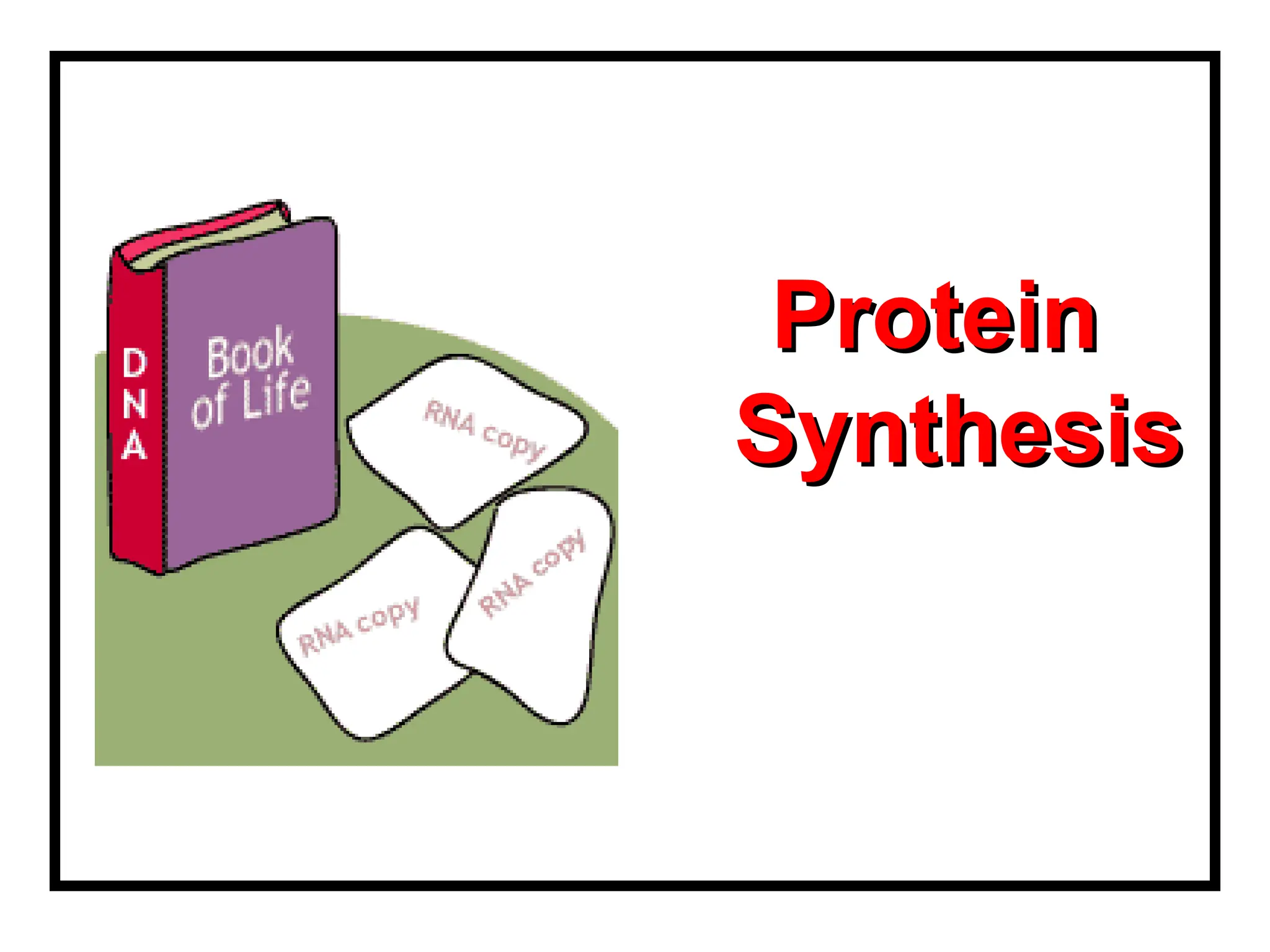 Protein
Protein
Synthesis
Synthesis
 
