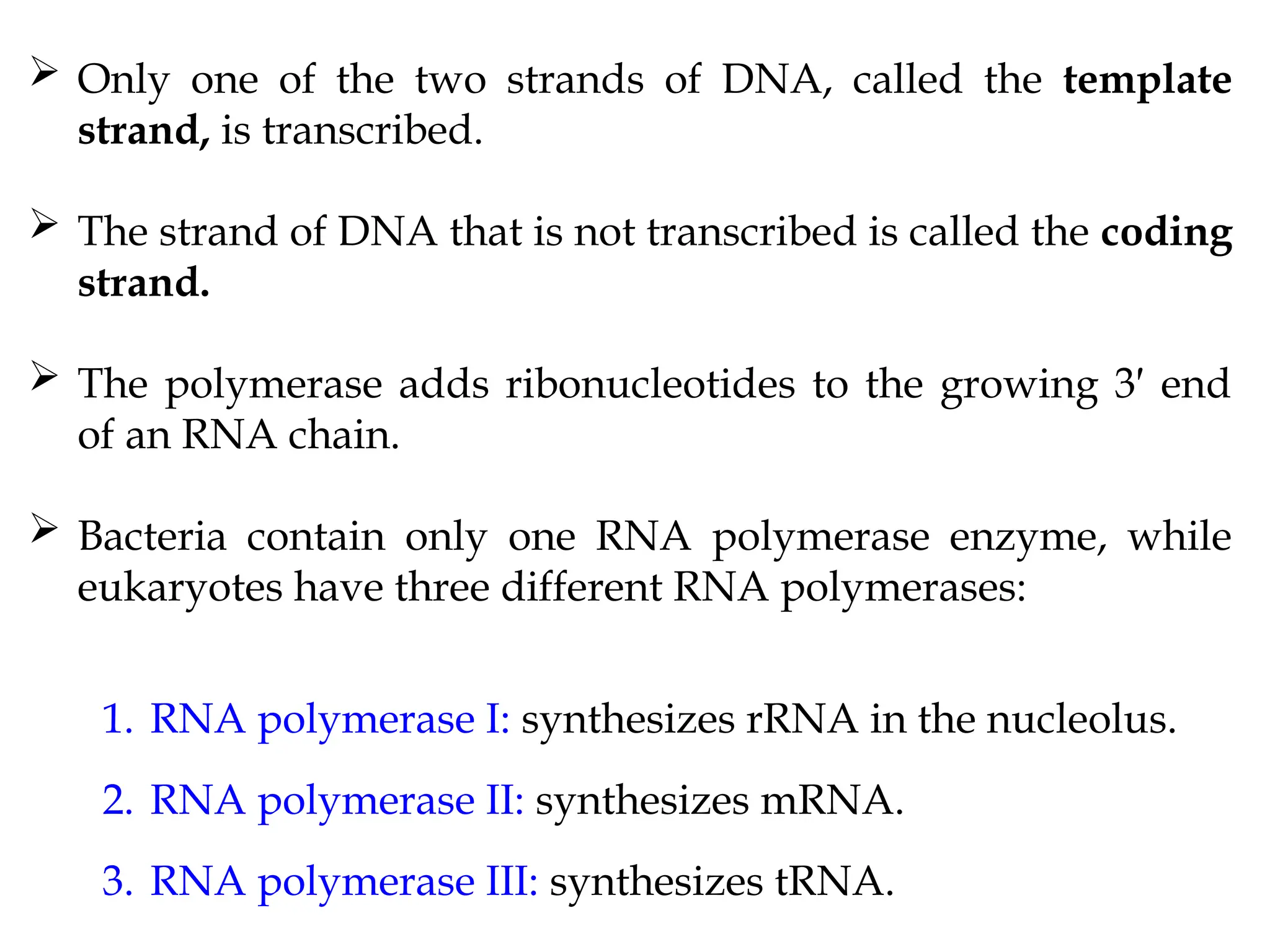  Only one of the two strands of DNA, called the template
strand, is transcribed.
 The strand of DNA that is not transcribed is called the coding
strand.
 The polymerase adds ribonucleotides to the growing 3′ end
of an RNA chain.
 Bacteria contain only one RNA polymerase enzyme, while
eukaryotes have three different RNA polymerases:
1. RNA polymerase I: synthesizes rRNA in the nucleolus.
2. RNA polymerase II: synthesizes mRNA.
3. RNA polymerase III: synthesizes tRNA.
 