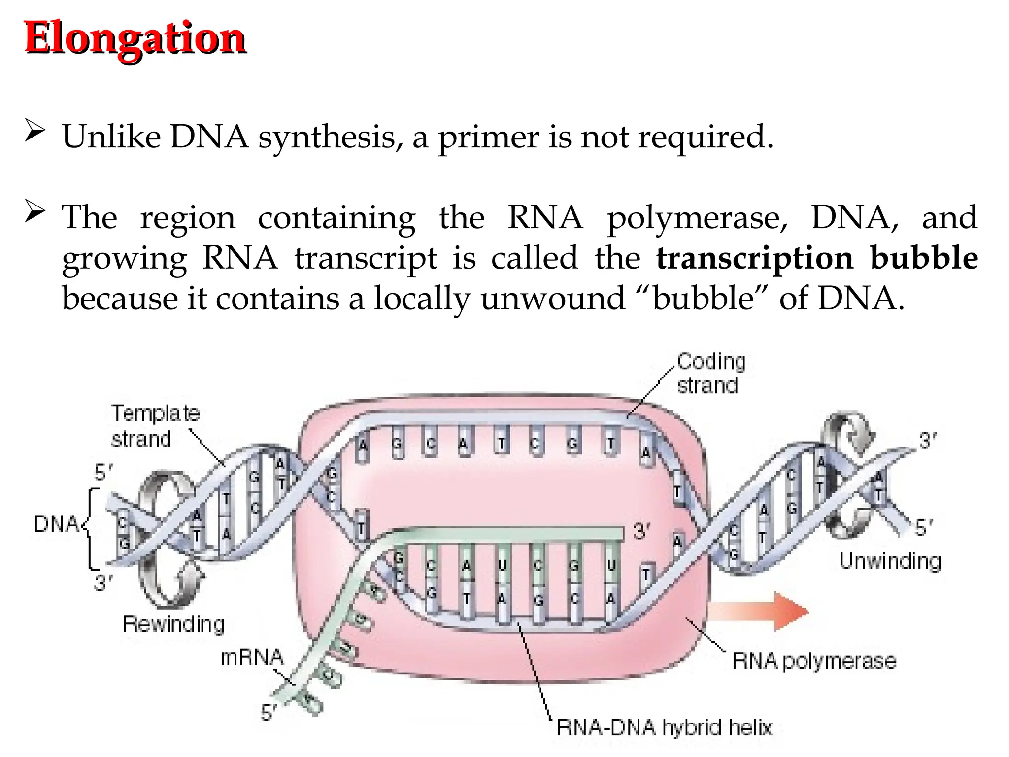 Elongation
Elongation
 Unlike DNA synthesis, a primer is not required.
 The region containing the RNA polymerase, DNA, and
growing RNA transcript is called the transcription bubble
because it contains a locally unwound “bubble” of DNA.
 