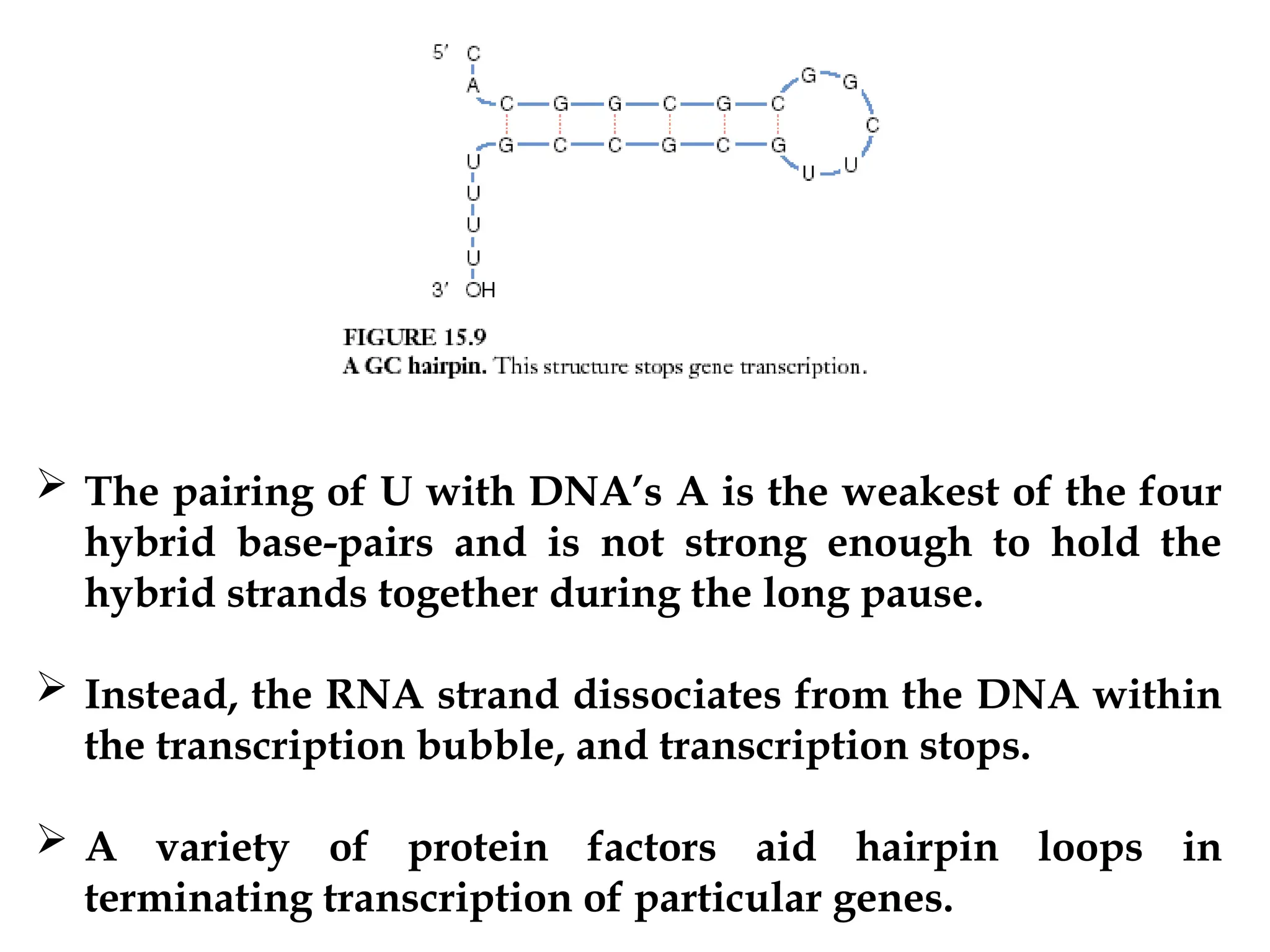  The pairing of U with DNA’s A is the weakest of the four
hybrid base-pairs and is not strong enough to hold the
hybrid strands together during the long pause.
 Instead, the RNA strand dissociates from the DNA within
the transcription bubble, and transcription stops.
 A variety of protein factors aid hairpin loops in
terminating transcription of particular genes.
 