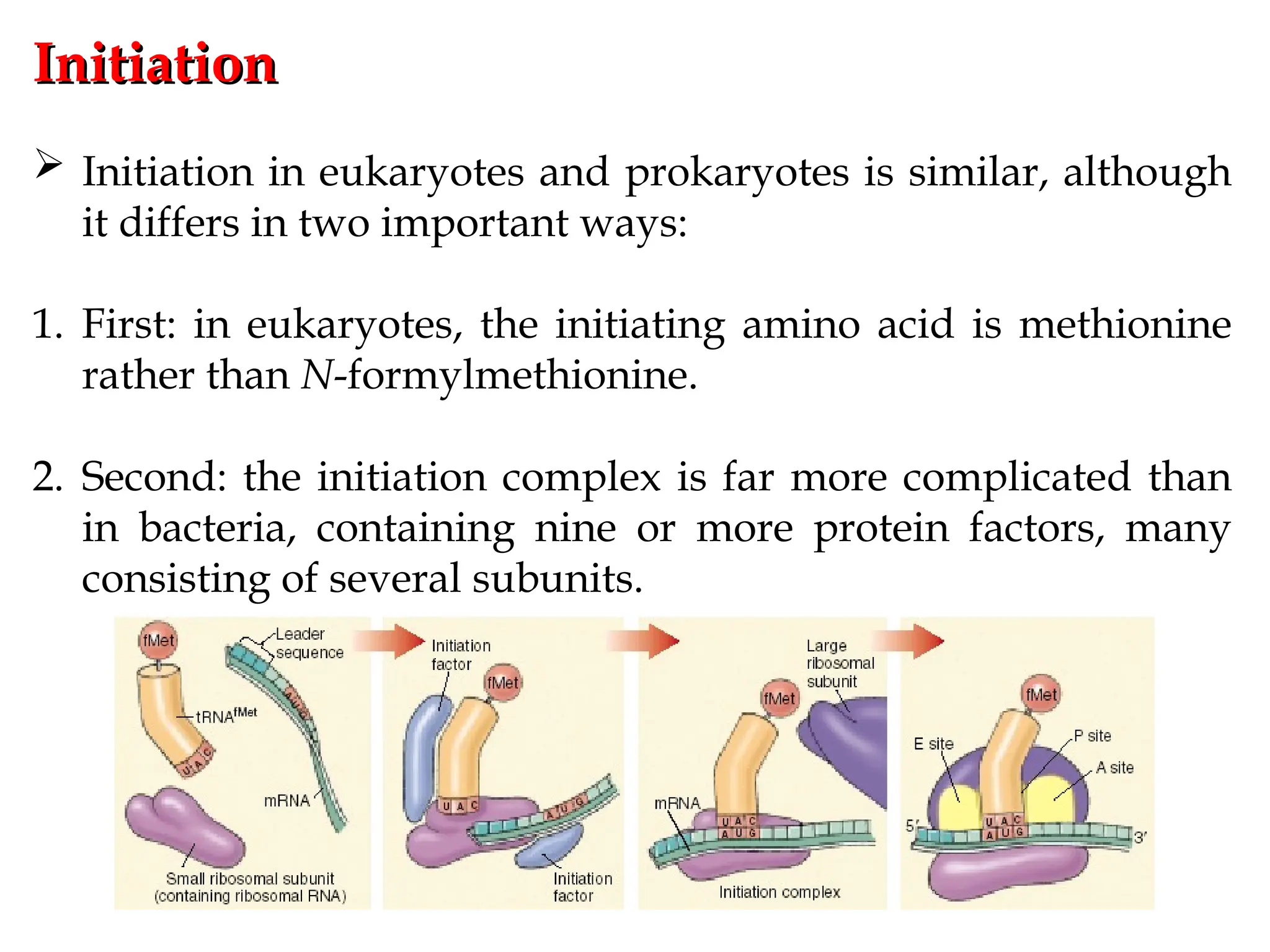 Initiation
Initiation
 Initiation in eukaryotes and prokaryotes is similar, although
it differs in two important ways:
1. First: in eukaryotes, the initiating amino acid is methionine
rather than N-formylmethionine.
2. Second: the initiation complex is far more complicated than
in bacteria, containing nine or more protein factors, many
consisting of several subunits.
 