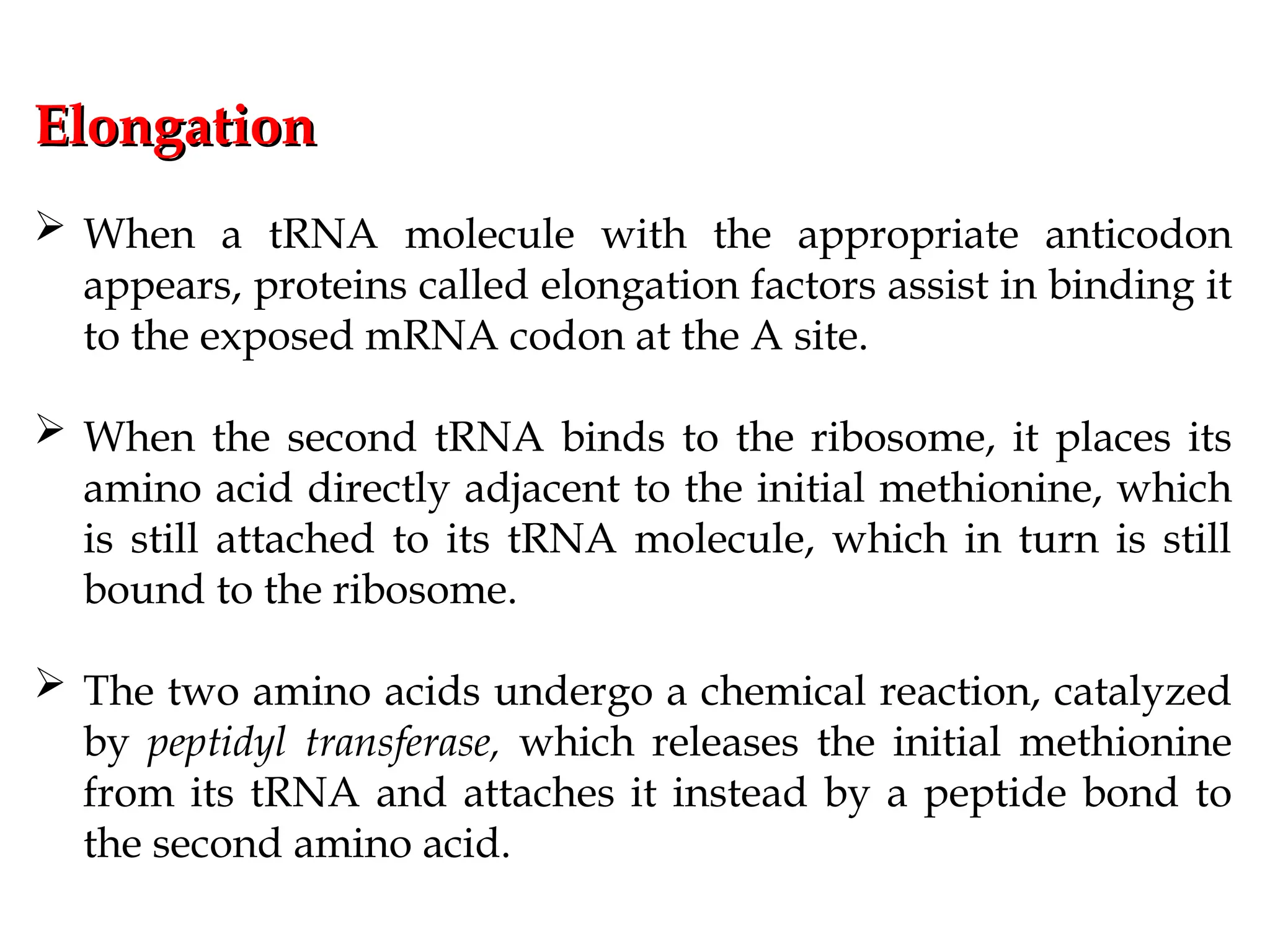 Elongation
Elongation
 When a tRNA molecule with the appropriate anticodon
appears, proteins called elongation factors assist in binding it
to the exposed mRNA codon at the A site.
 When the second tRNA binds to the ribosome, it places its
amino acid directly adjacent to the initial methionine, which
is still attached to its tRNA molecule, which in turn is still
bound to the ribosome.
 The two amino acids undergo a chemical reaction, catalyzed
by peptidyl transferase, which releases the initial methionine
from its tRNA and attaches it instead by a peptide bond to
the second amino acid.
 