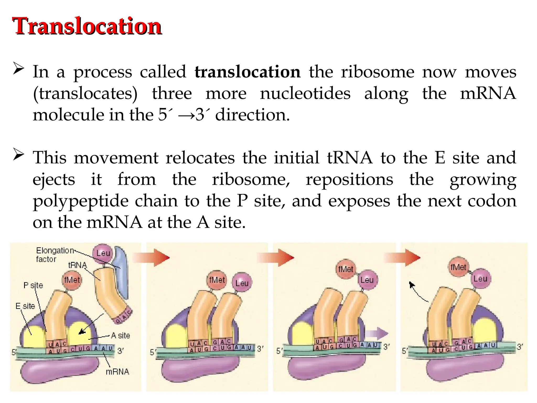 Translocation
Translocation
 In a process called translocation the ribosome now moves
(translocates) three more nucleotides along the mRNA
molecule in the 5´ →3´ direction.
 This movement relocates the initial tRNA to the E site and
ejects it from the ribosome, repositions the growing
polypeptide chain to the P site, and exposes the next codon
on the mRNA at the A site.
 